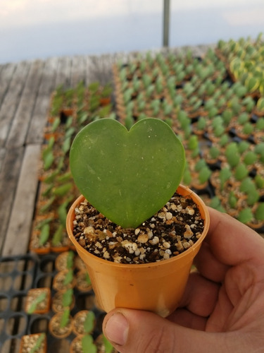 Imagen 4 de 4 de Hoya Kerri Verde Planta Corazon Maceta 7 Novedad Exclusiva