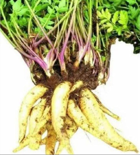 400 Mudas Batata Salsa, Batata Baroa, Mandioquinha Salsa
