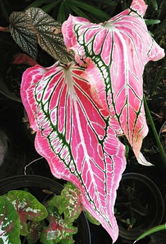 Caladium Pink Symphony Uma Folha