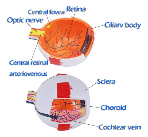 6x Large Model Del Ojo Model Of Globo Ocular Ampliated