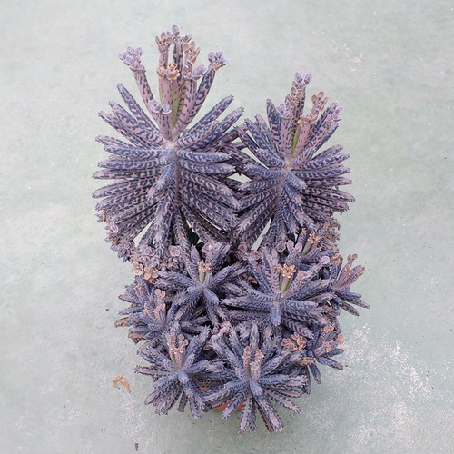 Kalanchoe 18 Pz 5 Variedades Envio Incluido
