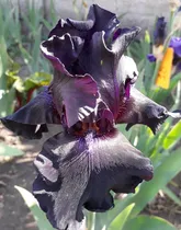 Comprar 1 Rizoma De Lirios Barbados O Iris Germanica Supertitions