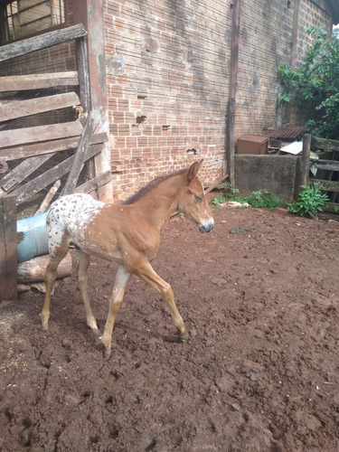 Imagem 3 de 4 de Vendo Cobertura Paint Horse Po