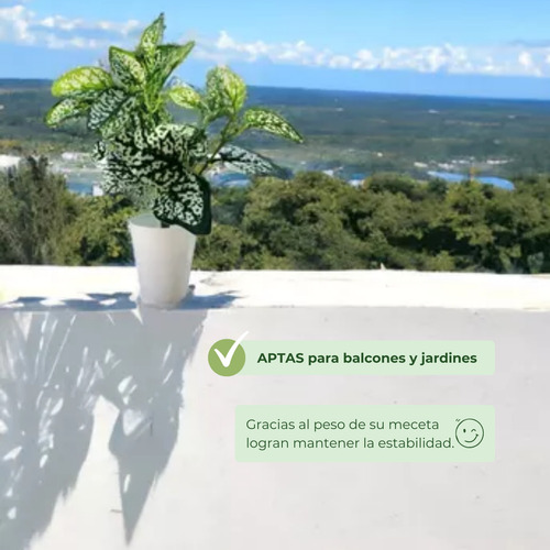 Planta Artificial De Escritorio Con Maceta Cónica + Piedras