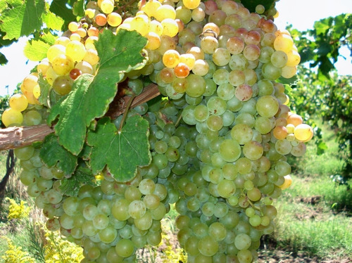 Imagen 9 de 10 de Venta De Finca En San Rafael Mendoza