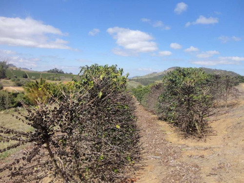 Imagem 17 de 30 de Fazenda De Café Em Monte Sião-mg - 7676