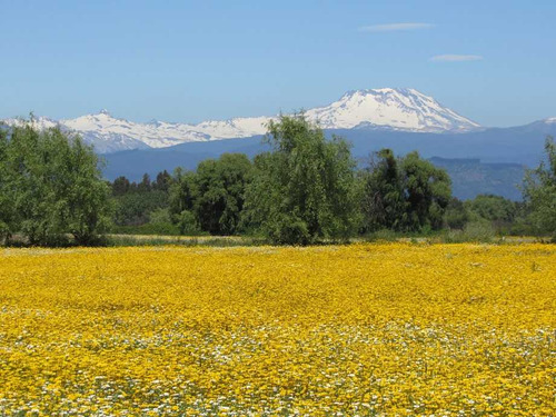 Hermosa Vista A La Cordillera De Los Andes (25237)