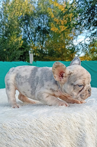 Bulldog Francés Hembrita Lilac Merle Cachorra Lilac Merle