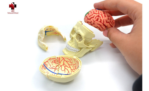 Anatomia Do Crânio E Nervos Cranianos Humano - 4d Master