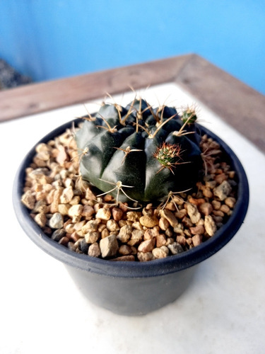 Imagem 6 de 8 de Mudas Cactos Cactus P.11