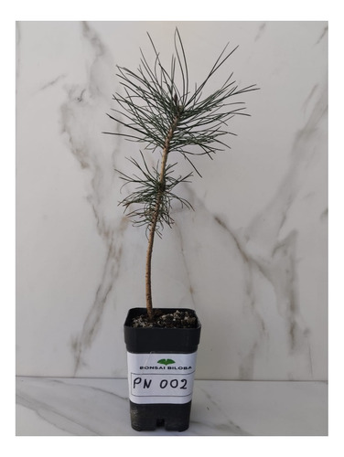  Arbolito De Pinus Thunberguii Kuromatsu  Pino Negro Japonés