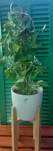 Potus 60 Cm+ Maceta Premiun 22 Cm + Pie Nórdico Deco Plantas
