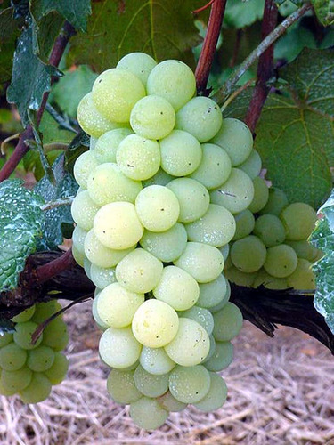Muda De Uva Niágara Branca Com 80 Cm Enxertada Já Produz!