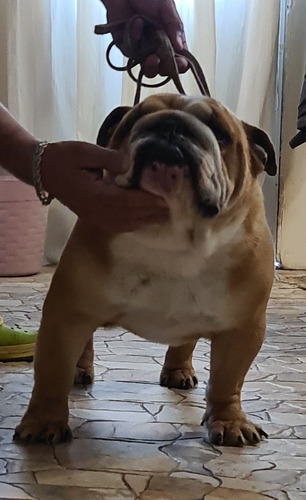Bulldog Inglés 
