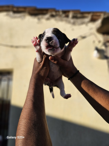 Cachorros American Pit Corso.