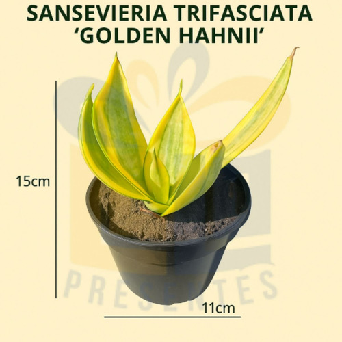 Espadinha Dourada Sansevieria Golden Hahnii Com Manual