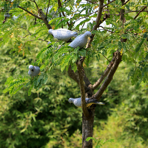 Señuelo Electrónico, Simulación De Campo De Palomas, Señuelo