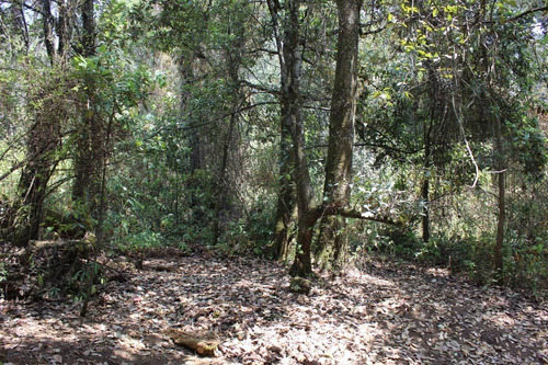 Imagen 10 de 10 de Gran Terreno En Paraje Tetecuintla, Huitzilac, Morelos.