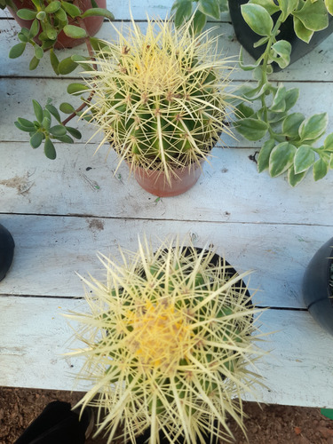 Centro De Mesa Souvenir Cactus Grussoni M°14 Ideal Regalito