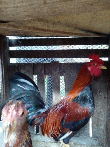 Gallinos