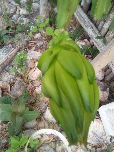 Imagen 2 de 6 de 100 Esquejes De Pitahaya Rosa(h. Andatus)