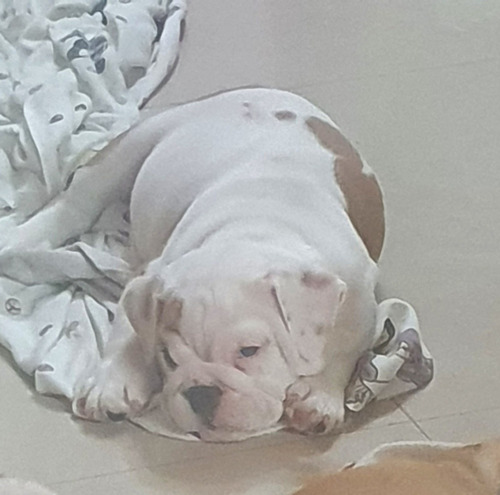 Imagen 3 de 9 de Cachorros De Bulldog Inglés