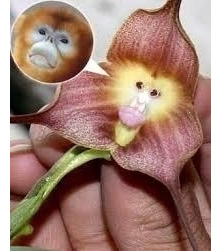 Orquídea Cara De Macaco - 100 Sementes Promoção