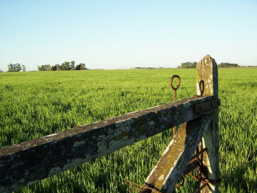 Campo Agricola