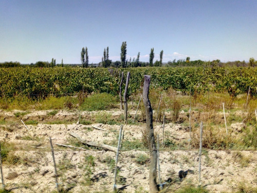 Imagen 24 de 25 de Venta De Finca 14 Ha En Producción - San Rafael Mendoza