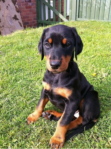 Doberman Garantizados 100%