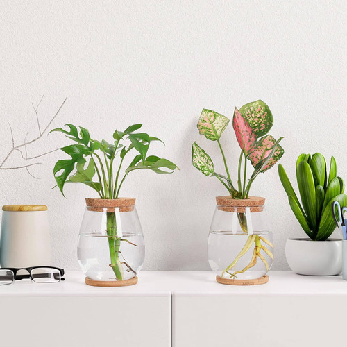 Estaciones De Propagación De Plantas, 2 Piezas De Escritorio