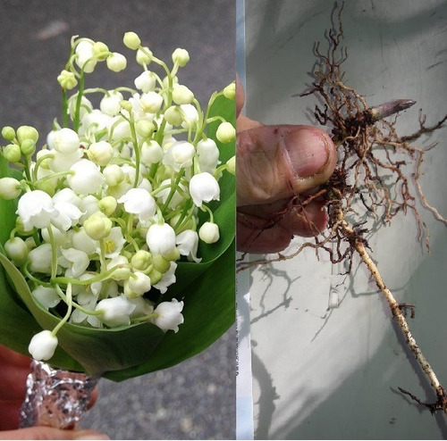 Bulbos Muguet Convallaria Majalis Lirio De Los Valles X 1 