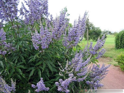 21 Semillas Vitex Agnus Castus Sauzgatillo Aroma (Usado)