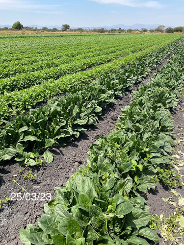 Semilla De Espinaca Esmeralda Sakata A Granel 1 Kilo