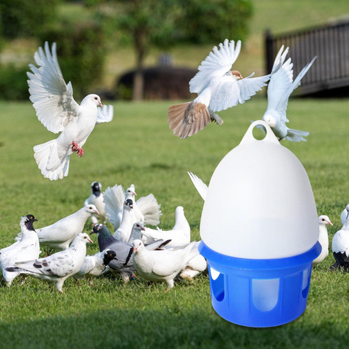 Dispensador De Água De Pombo De Pombo Acessórios De 12l