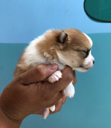 Imagem 1 de 2 de Filhote De Lulu Da Pomerania