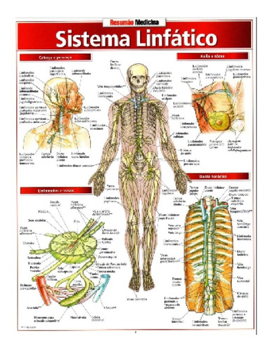 Resumão - Sistema Linfático