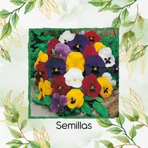 Comprar 25 Semillas Flor Viola Pensamiento Holanda + Obs Germinación