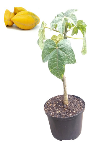 Planta Plantula Árbol De Papayuela Para Maceta, Cultivo