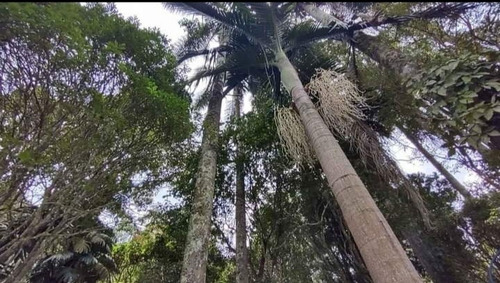 Imagem 9 de 19 de Pj Chácara A Venda Em Suzano