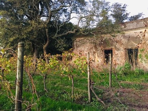 Dueño Vende 18 Hectáreas Campo En La Zona De Canelón Chico