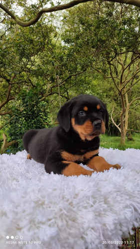 Rotweiler Cachorros Precio Especial Mascotas Rionegro