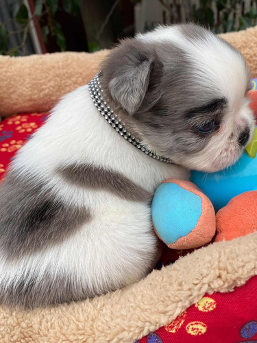 Bulldog Francés Pied Blue Merle Fluffy