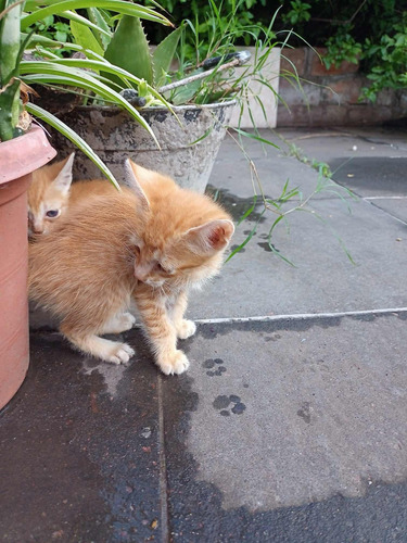 Hermosos Gatitos Siames Tabby Orange