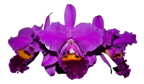 Orquídea Cattleya Labiata