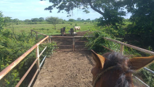 Imagen 20 de 27 de Se Vende Finca Hacienda En Estado Zulia, Ml