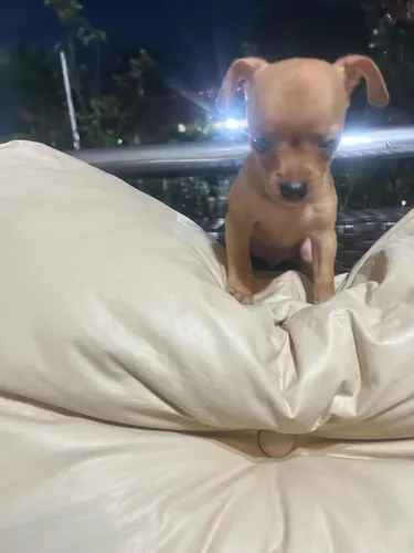 Disponível Pinscher 66 Dias 1a Dose Vacina, Vermifugado