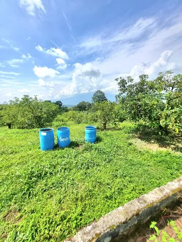 Excelente Finca Productora De Aguacate