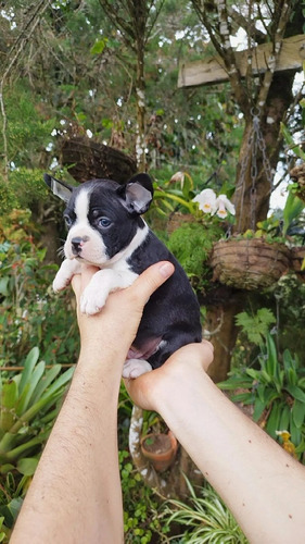 Cachorros Boston Terrier Med,bog,cali Animal Pets Colombia 