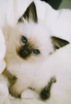 Comprar Gatito\u002Fa Siameses Bebés
